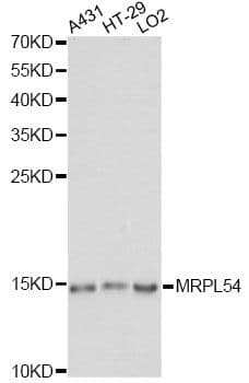 MRPL54 Antibody