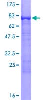 Human FRMD8 Protein (Recombinant GST)