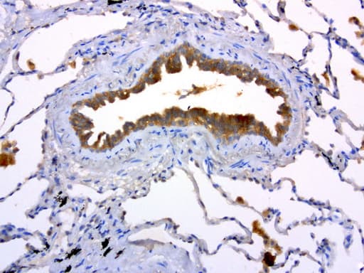 c-Met Antibody (aa570-885, clone UMAB190)