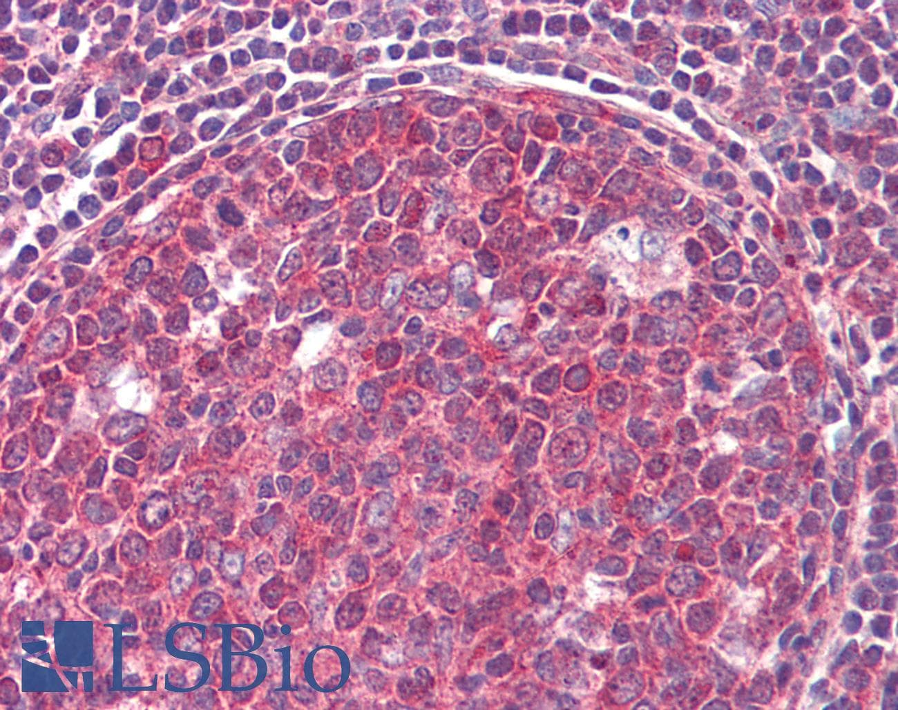 IHC-plus™ CD19 Antibody (aa393-421)