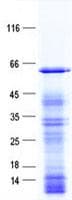 Human NFIL3 Protein (Recombinant His, N-Terminal)