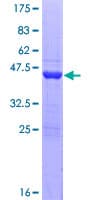 Human GADD45A / GADD45 Protein (Recombinant GST)
