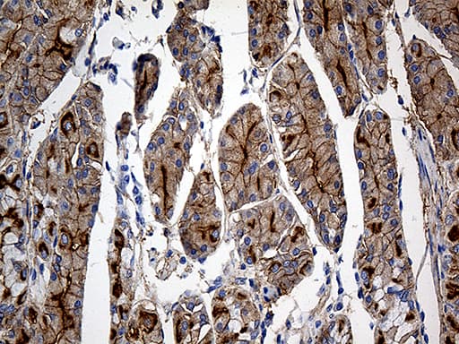 GNA14 Antibody (aa31-348, clone OTI3D3)