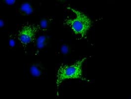 COX6A1 Antibody (clone OTI7F7)