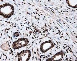 MCL1 / MCL 1 Antibody (clone OTI3A12)