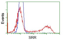 SRR / Serine Racemase Antibody (clone OTI7G6)