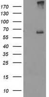 RPN1 / Ribophorin I Antibody (clone OTI2E3)