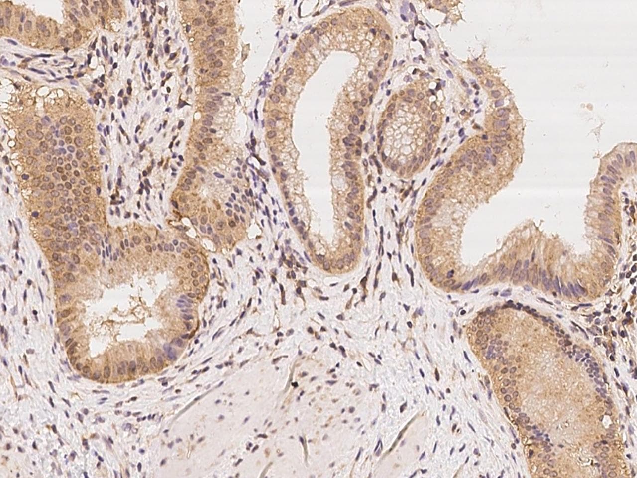CHML Antibody