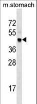 CDK20 / CCRK Antibody (aa185-212)