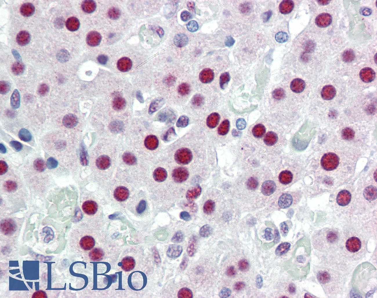 IHC-plus™ DDB1 Antibody