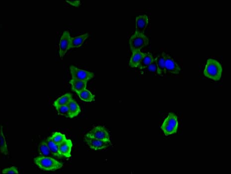 Polyclonal Rabbit anti-Human DOCK7 Antibody (IF, WB)