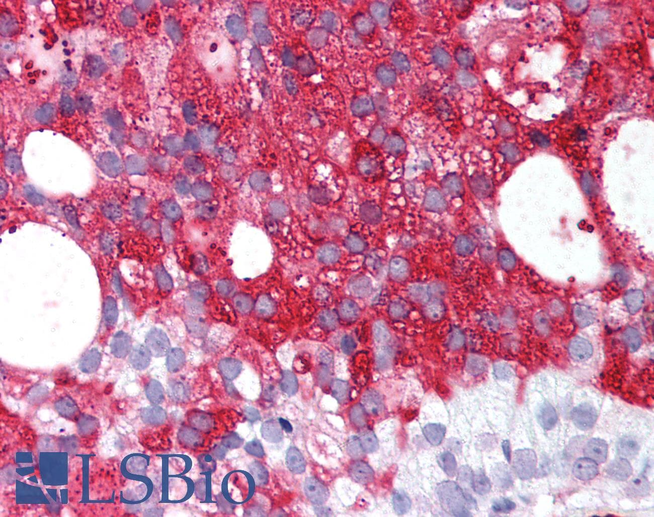 PathPlus™ RXFP1/ LGR7 Antibody (C-Terminus)