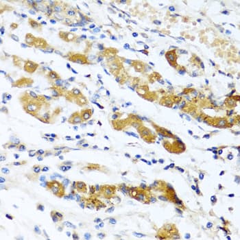 Osteoglycin / Mimecan Antibody