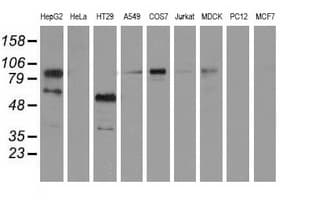 Monoclonal Mouse anti-Human BCAP / PIK3AP1 Antibody (clone OTI7G9, IF, WB)