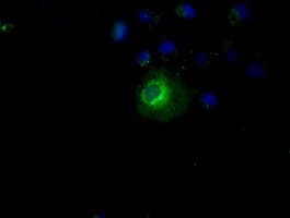 PPP5C Antibody (clone OTI1G2)