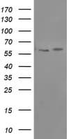 PPAT Antibody (clone OTI1C7)