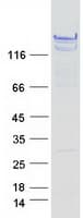 Human BAG6 / G3 / Scythe Protein (Recombinant Myc-DDK (Flag))