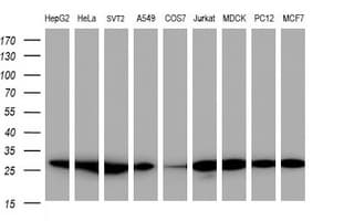 PSMA2 Antibody (aa50-234, clone OTI3D9, Carrier-free)