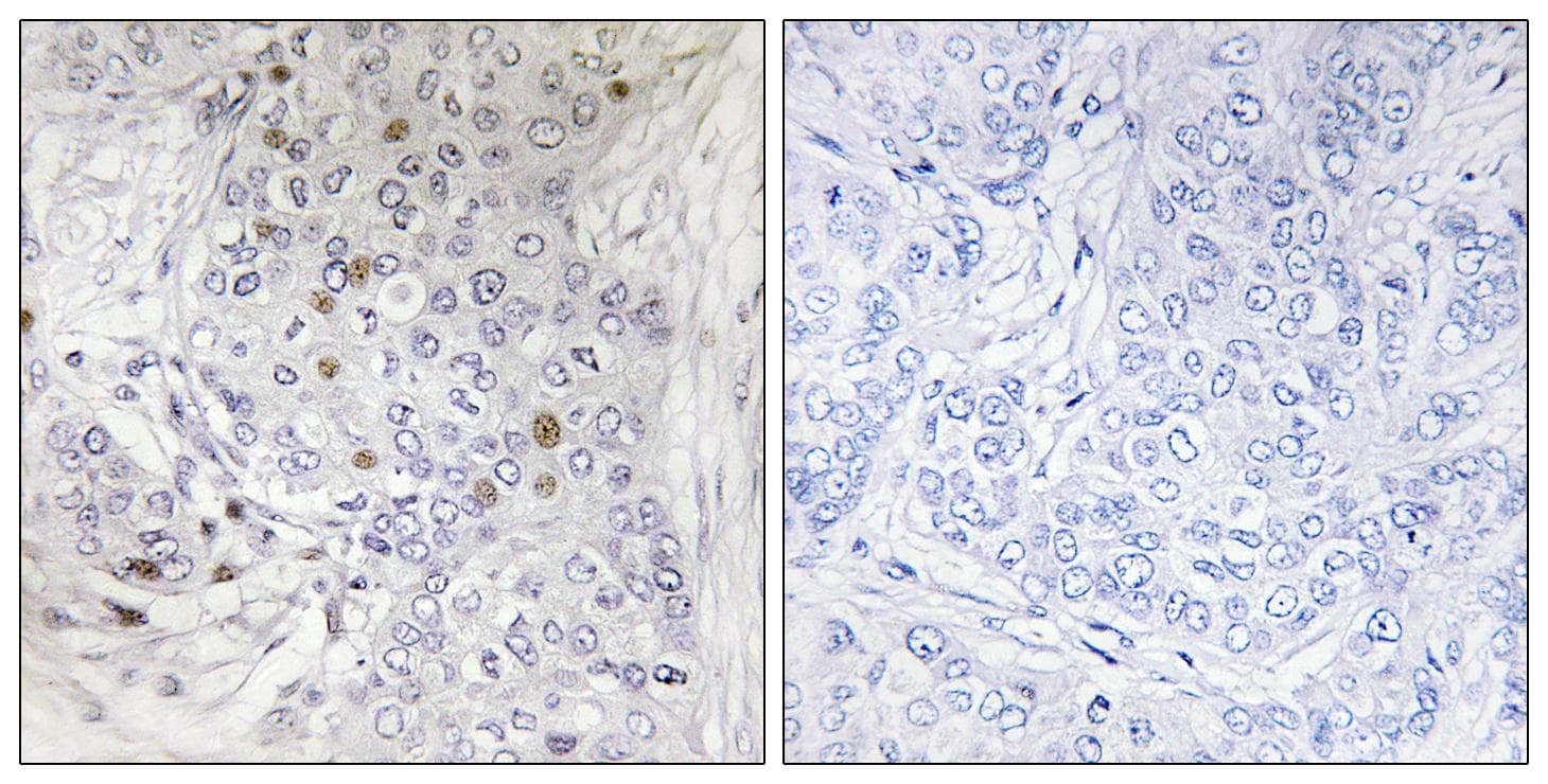 MAFF Antibody