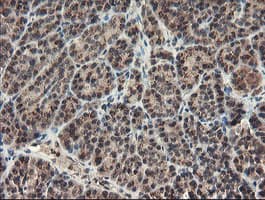 GCP60 / ACBD3 Antibody (clone OTI3A1)