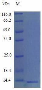 Mouse Ccl9 / MIP-1 Gamma Protein (Recombinant)