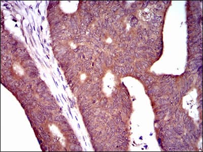 PDE1B Antibody (aa370-536, clone 5C4A3)