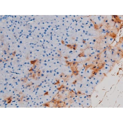 CDC25A Antibody (phospho-Ser178)