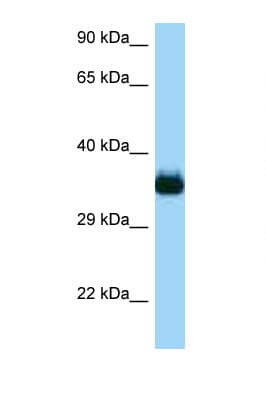 CDC42EP4 / BORG4 Antibody (aa150-199)