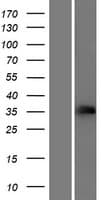 Human CD32C Protein (Over-Expression Lysate Myc-DDK (Flag))