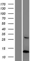HYPM / CXorf27 Protein (Over-Expression Lysate Myc-DDK (Flag))
