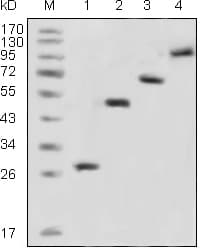 Monoclonal Mouse anti-Aequorea victoria GFP Antibody (clone 4B10B2, IHC, WB)
