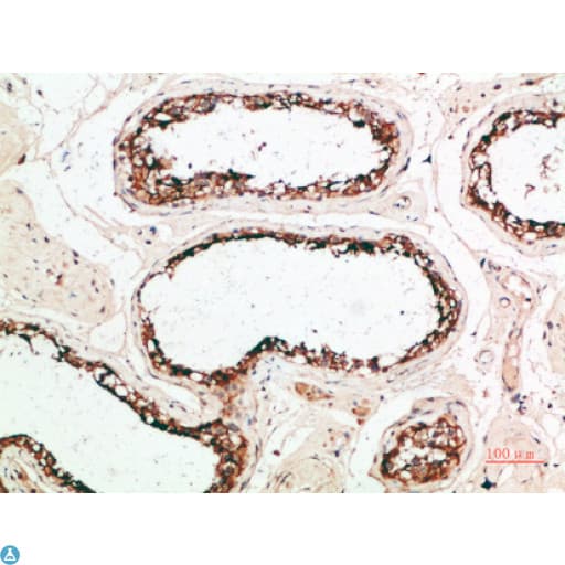 PACAP Antibody