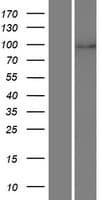 LZTR1 Protein (Over-Expression Lysate Myc-DDK (Flag))