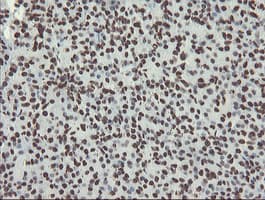 NONO / P54NRB Antibody (aa184-385, clone OTI5F1)
