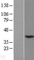 HSF2BP Protein (Over-Expression Lysate Myc-DDK (Flag))