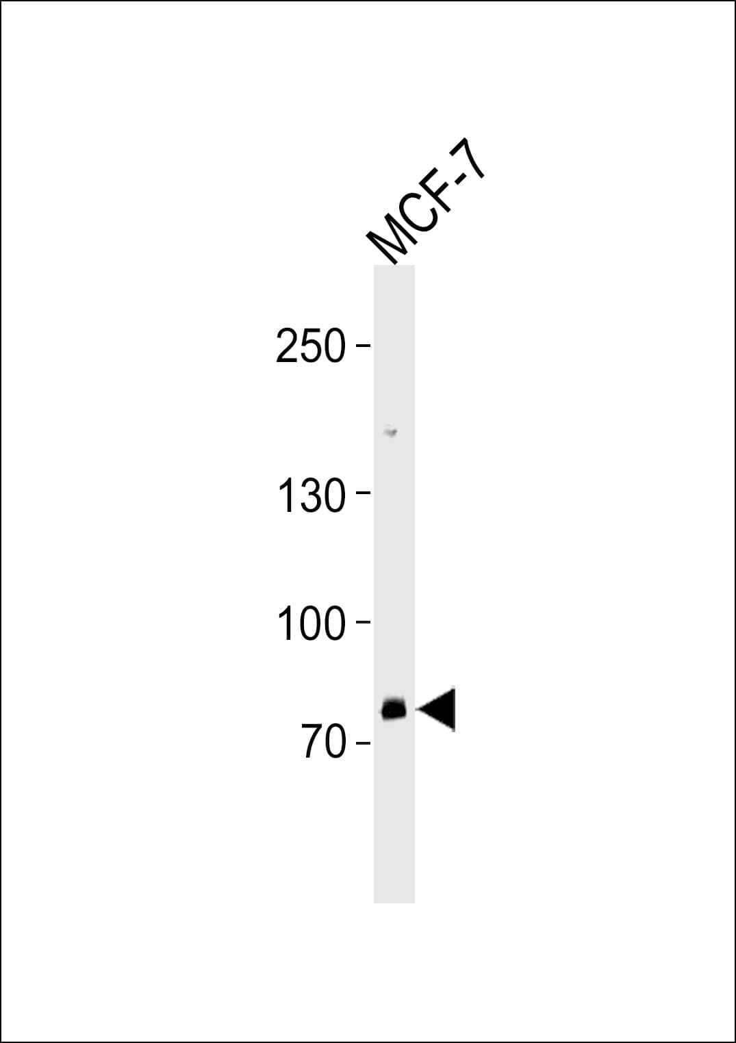 Polyclonal Rabbit anti-Human ZNF483 Antibody (aa281-309, WB)