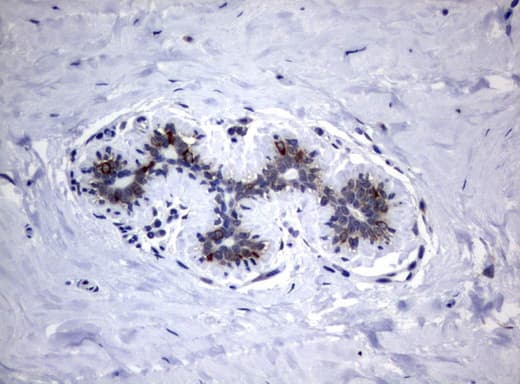 VBP1 Antibody (clone UMAB75)