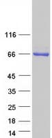 Human POTEG Protein (Recombinant Myc-DDK (Flag))