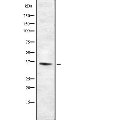 TAS2R46 Antibody