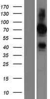 FRMD6 Protein (Over-Expression Lysate Myc-DDK (Flag))