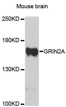 GRIN2A / NMDAR2A / NR2A Antibody
