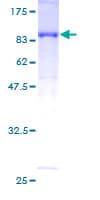 Human CLK2 Protein (Recombinant GST)