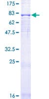 Human FZR1 Protein (Recombinant GST)
