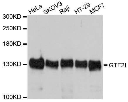 GTF2I / TFII I Antibody