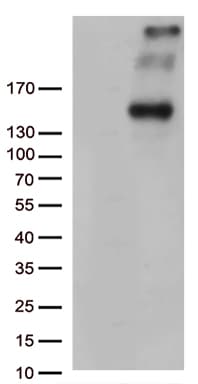 PCDH15 Antibody (aa160-400, clone OTI7F10, Carrier-free)