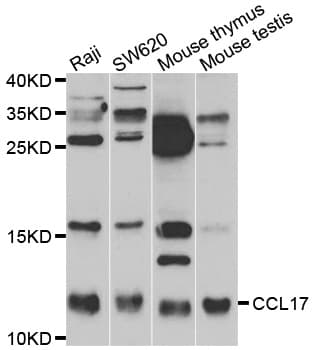 IHC-plus™ CCL17 / TARC Antibody