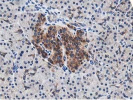 LCMT1 Antibody (clone OTI4A5, Carrier-free)