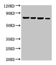 Polyclonal Rabbit anti-Human NFE2L3 Antibody (IHC, WB)