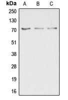 DUSP16 / MKP7 Antibody (C-Terminus)