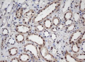 APEX1 / APE1 Antibody (clone OTI1H9)